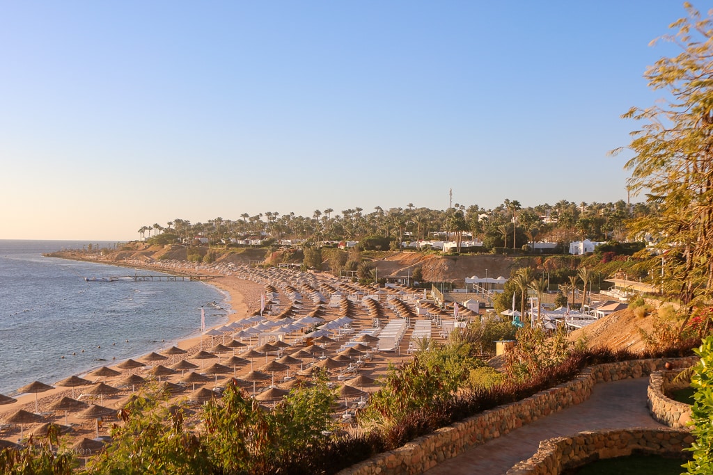 view of a curved sandy beach lined with rows of umbrellas and sunbeds next to the blue sea taken just after sunrise with a golden glow