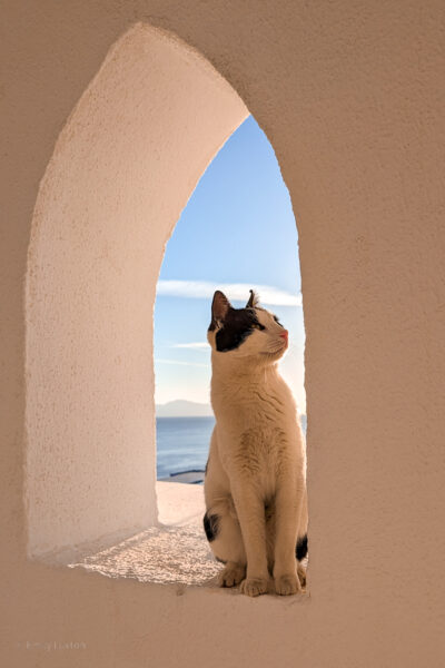 black and white cat sitting in an arched window in a white wall with a view of the blue sea and clear blue sky behind