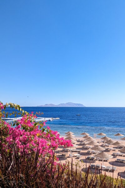 view of a sandy beach with umbrellas and the bright blue sea with a small island on the horizon. There are pink flowers in the foreground and clear blue sky above.