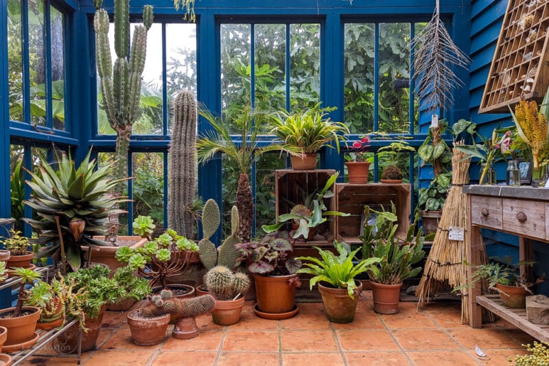 interior of a blue wooden glasshouse with red tiled floor and dozens of potted plants and cacti filling the back wall
