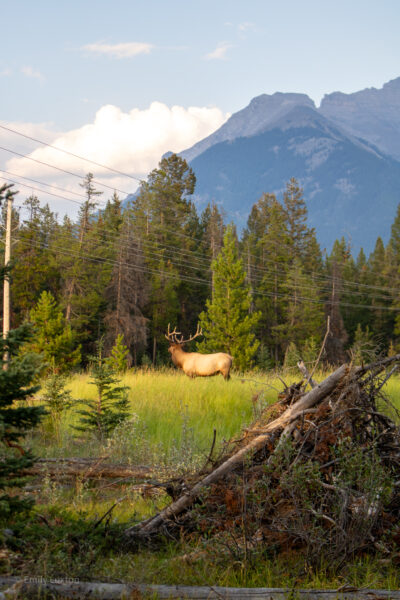 A large male elk with tall antlers standing in a grassy field with a mountain behind