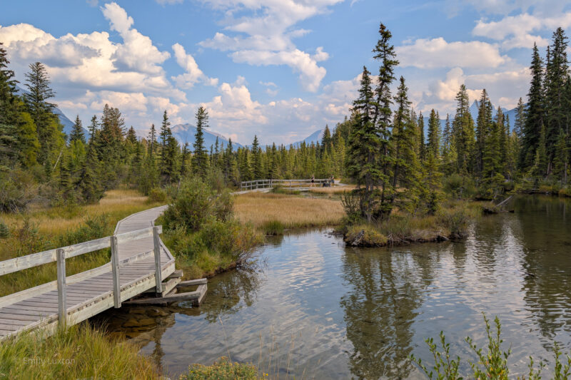 Wooden boardwalk next to a wide stream with pine trees behind