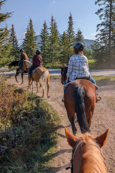 A row of horses with riders walking on a dirt track towards pine trees