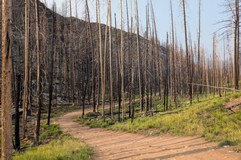 Burnt trees in the forest near Jasper