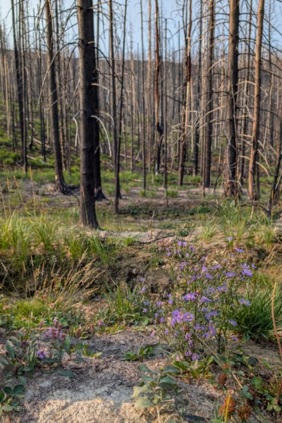 Purple flowers growing at the foot of burnt trees in the forest near Jasper