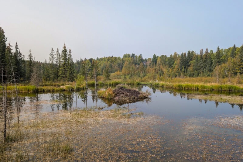 Large lake with a beaver den in the centre and pine forest beyond