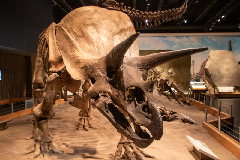 Complete triceratops skeleton in the Royal Tyrell Museum in Drumheller
