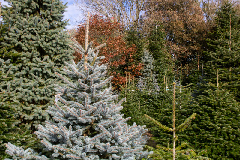 Christmas trees growing close together outside