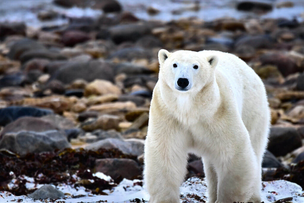 Polar bear stands on a rocky shoreline near Churchill, Manitoba