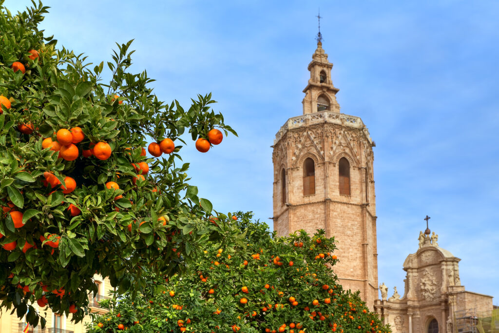 Trees with ripe oranges and bell tower of famous Saint Mary's Cathedral on background under blue sky in Valencia | best places to visit in Spain.