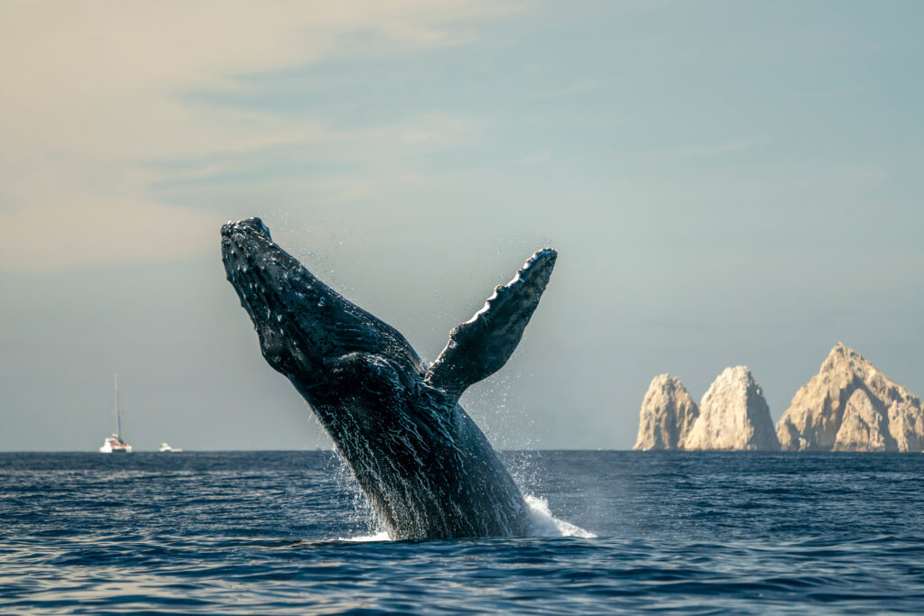 humpback whale breaching  jumping out of the sea in cabo san lucas baja california 