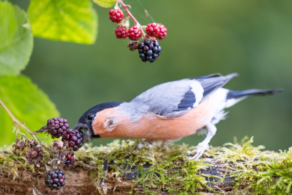 Adult Male Eurasian Bullfinch with blue and red plumage eating a blackberry - Yorkshire, UK in September