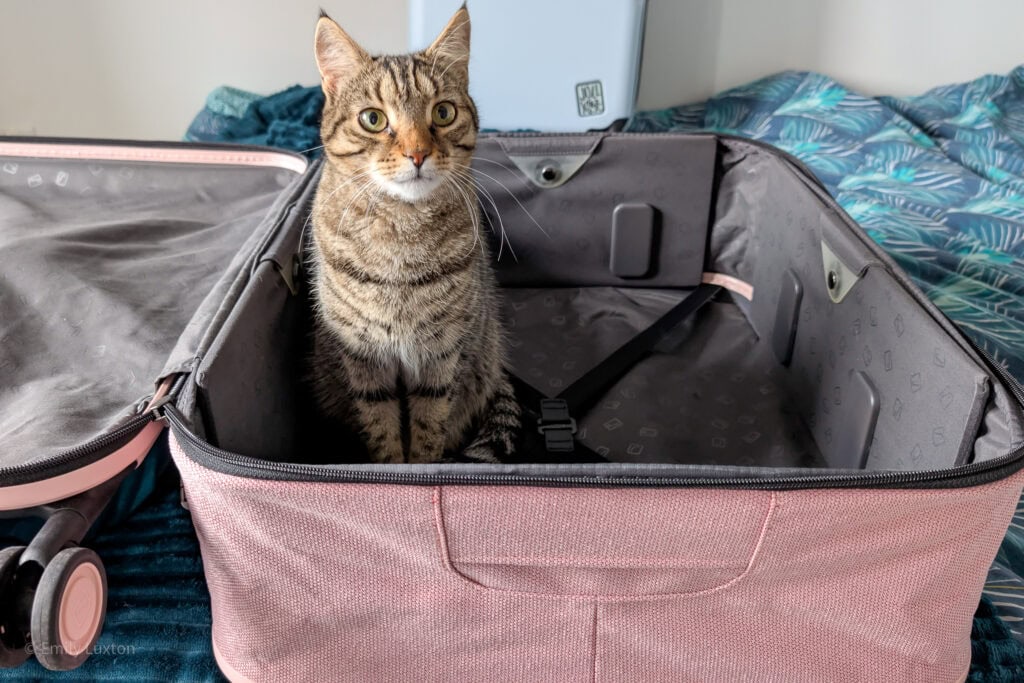 Grey and brown tabby cat sitting in a pink suitcase on a bed