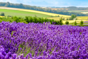 Closeup of lavender plants with fields and countryside behind