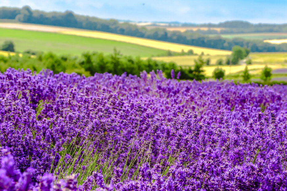 Closeup of lavender plants with fields and countryside behind