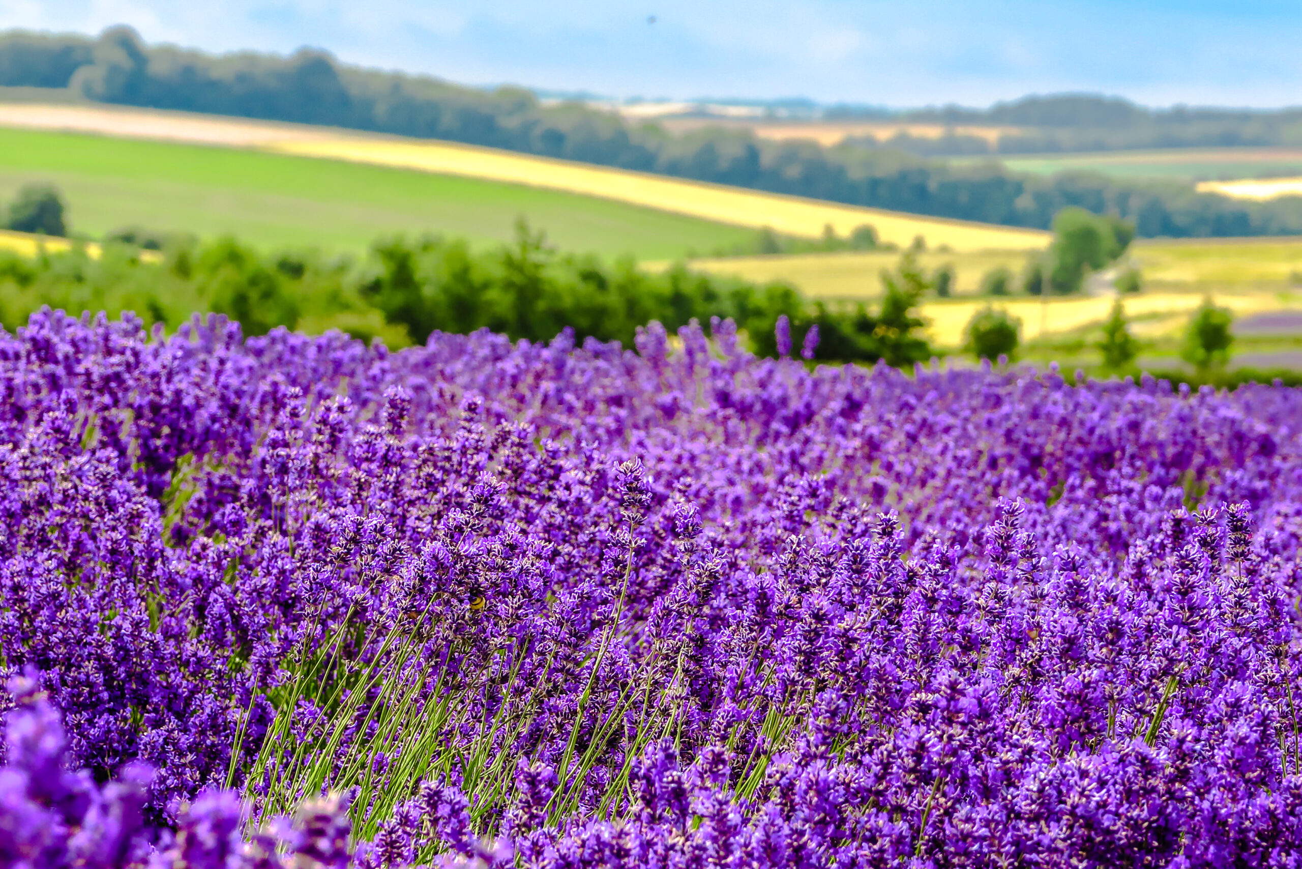 Closeup of lavender plants with fields and countryside behind