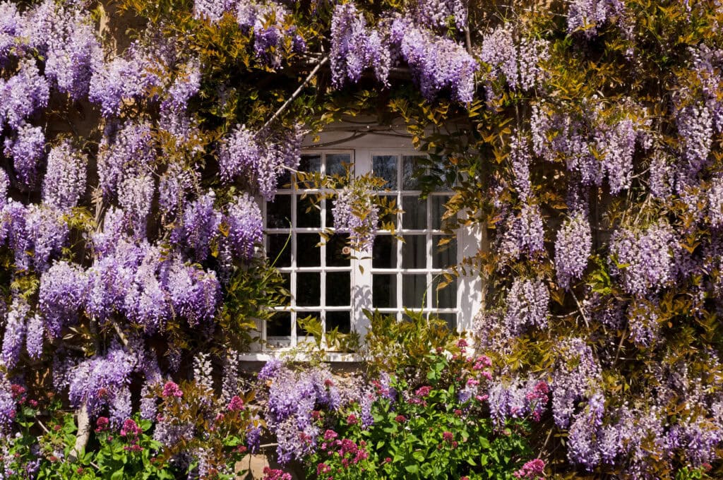 cottage window surrounded by hanging wisteria flowers
