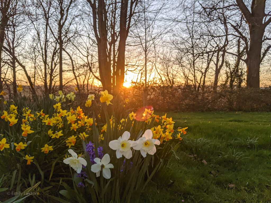 Clump of daffodils with the sunset and bare trees behind