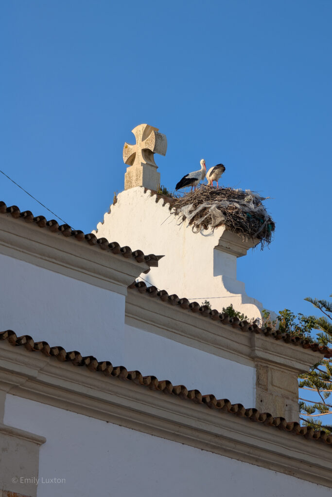 Nest with two storks in a church tower